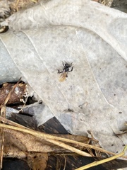 Trigona fulviventris