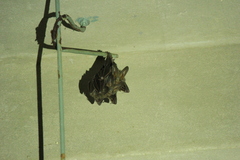 Megaderma spasma
