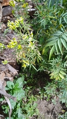 Tagetes