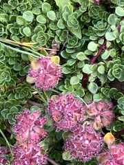 Thymus praecox britannicus