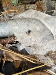 Trigona fulviventris