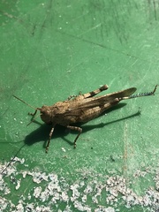Oedipoda