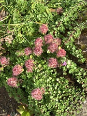Thymus praecox britannicus