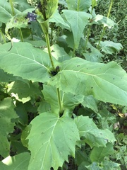 Silphium