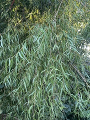 Salix nigra