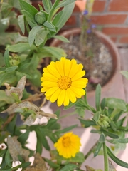 Calendula arvensis