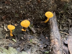 Cantharellus minor