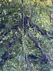 Salix nigra