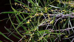 Acacia acuminata