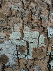 Pertusaria pertusa