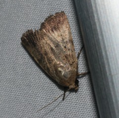 Athetis terminata