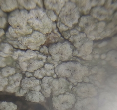 Pertusaria pertusa