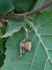 Pistius