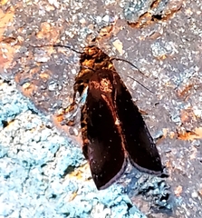 Galgula partita