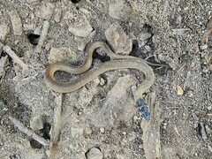 Pseudonaja textilis