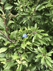 Prunus spinosa