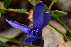 Gentianopsis ciliata