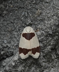 Garudinia macrolatana