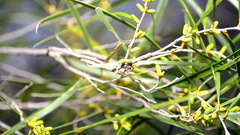 Acacia acuminata