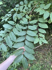 Juglans