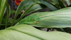 Agalychnis callidryas