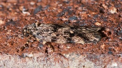 Barea phaulobrya