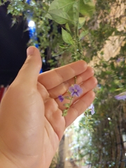 Duranta erecta