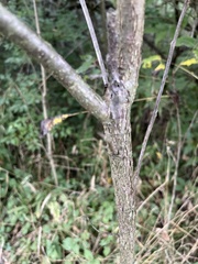 Juglans