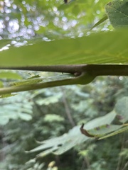 Juglans