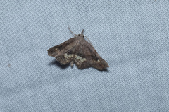 Throana pectinifer