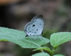 Neopithecops zalmora