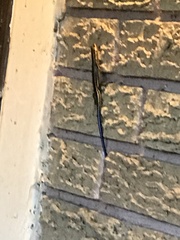 Plestiodon fasciatus