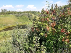 Viburnum trilobum, photograph tonyblake, CC0, iNaturalist via GBIF