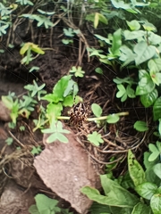 Neoscona orizabensis