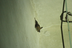 Megaderma spasma