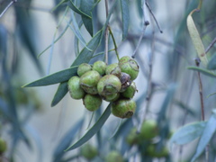 Santalum lanceolatum