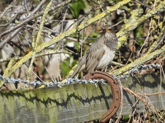 Turdus atrogularis