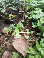 Neoscona orizabensis