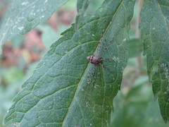 Dicranopalpus ramosus