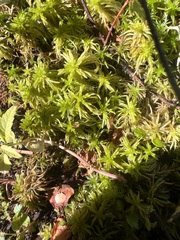 Sphagnum girgensohnii