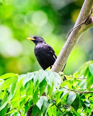 Acridotheres grandis