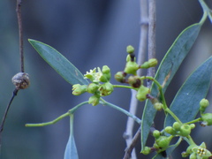 Santalum lanceolatum