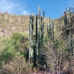 Lophocereus marginatus
