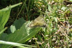 Parnassius mnemosyne