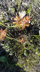 Drosera cistiflora