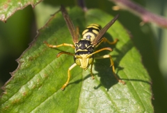 Polistes gallicus
