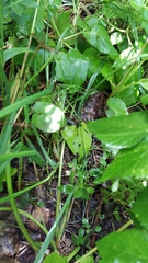 Maianthemum bifolium