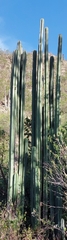 Lophocereus marginatus