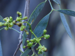 Santalum lanceolatum