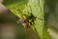 Polistes gallicus